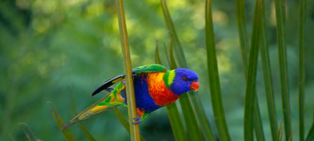 A rainbow lorikeet perched among green foliage, one of the parrots seen around Kojonup