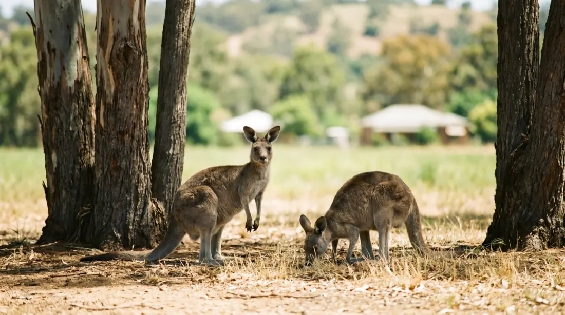Two western grey kangaroos on dry grassy ground in the shade of gum trees on the edge of a Western Australian country town