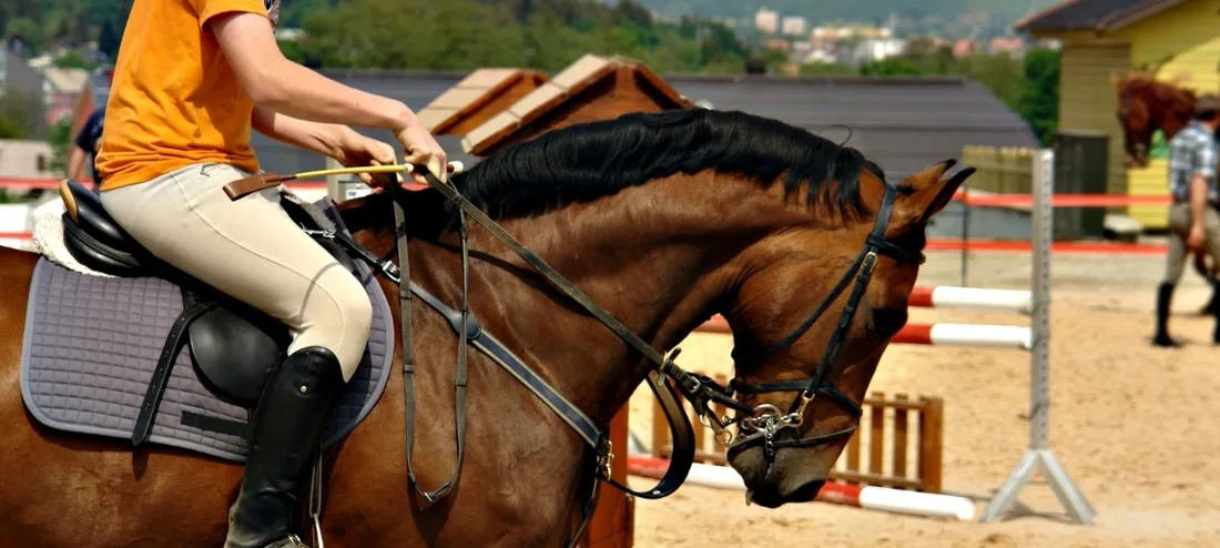 Rider in an orange shirt on a brown horse with a black mane at a show-jumping arena