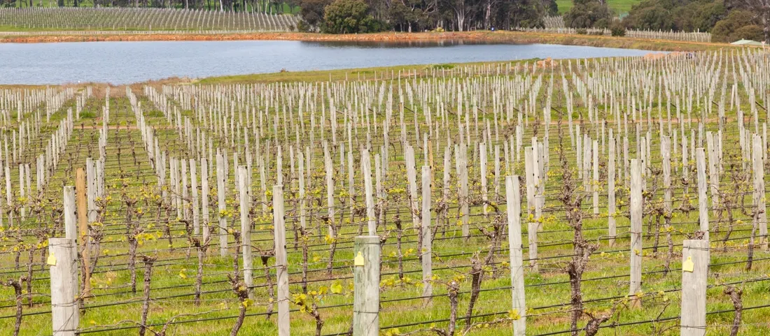 Rows of vines beside a farm dam in the Margaret River wine region