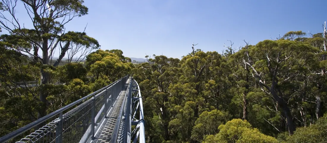 The elevated steel walkway of the Valley of the Giants Tree Top Walk through tingle tree canopy