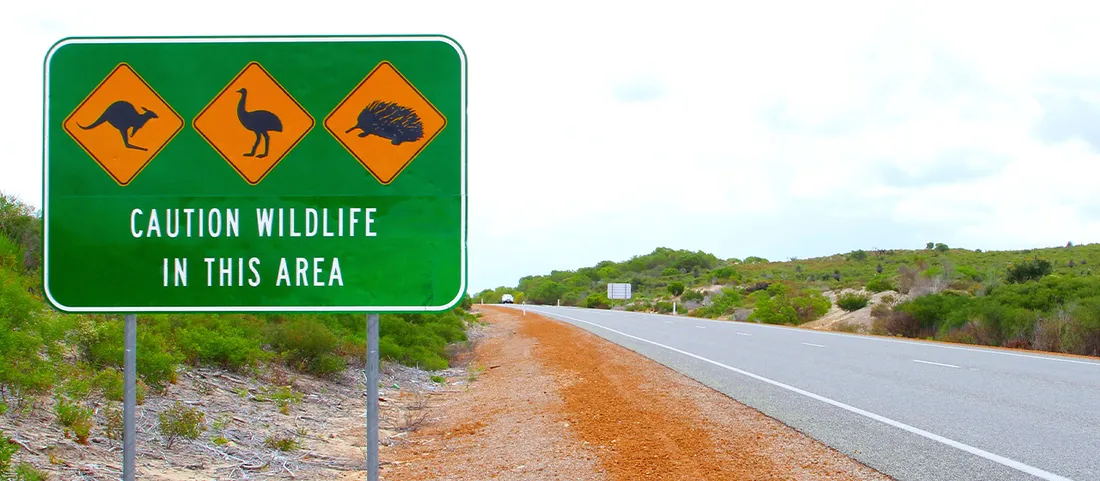 A green Caution Wildlife in this Area sign with kangaroo, emu and echidna icons beside a Western Australian highway