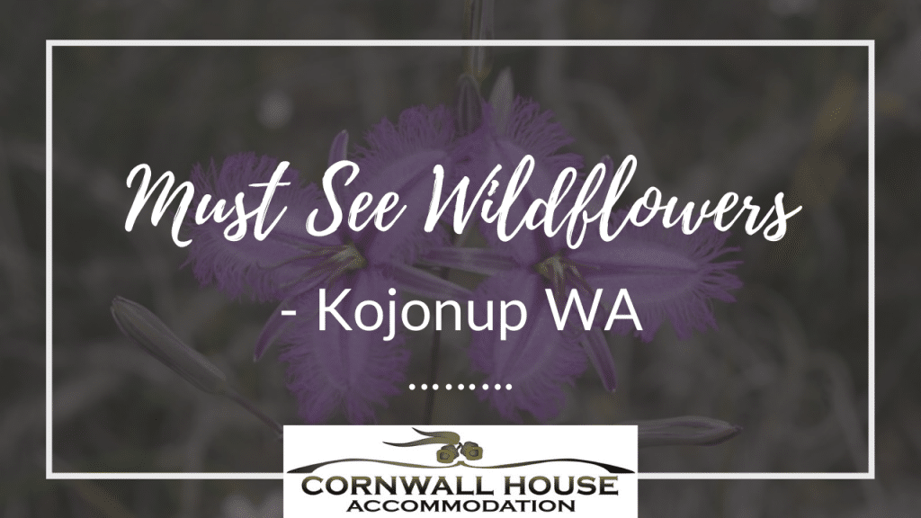 Must See Wildflowers – Kojonup WA - Motel Accommodation Kojonup - Cornwall House Accommodation