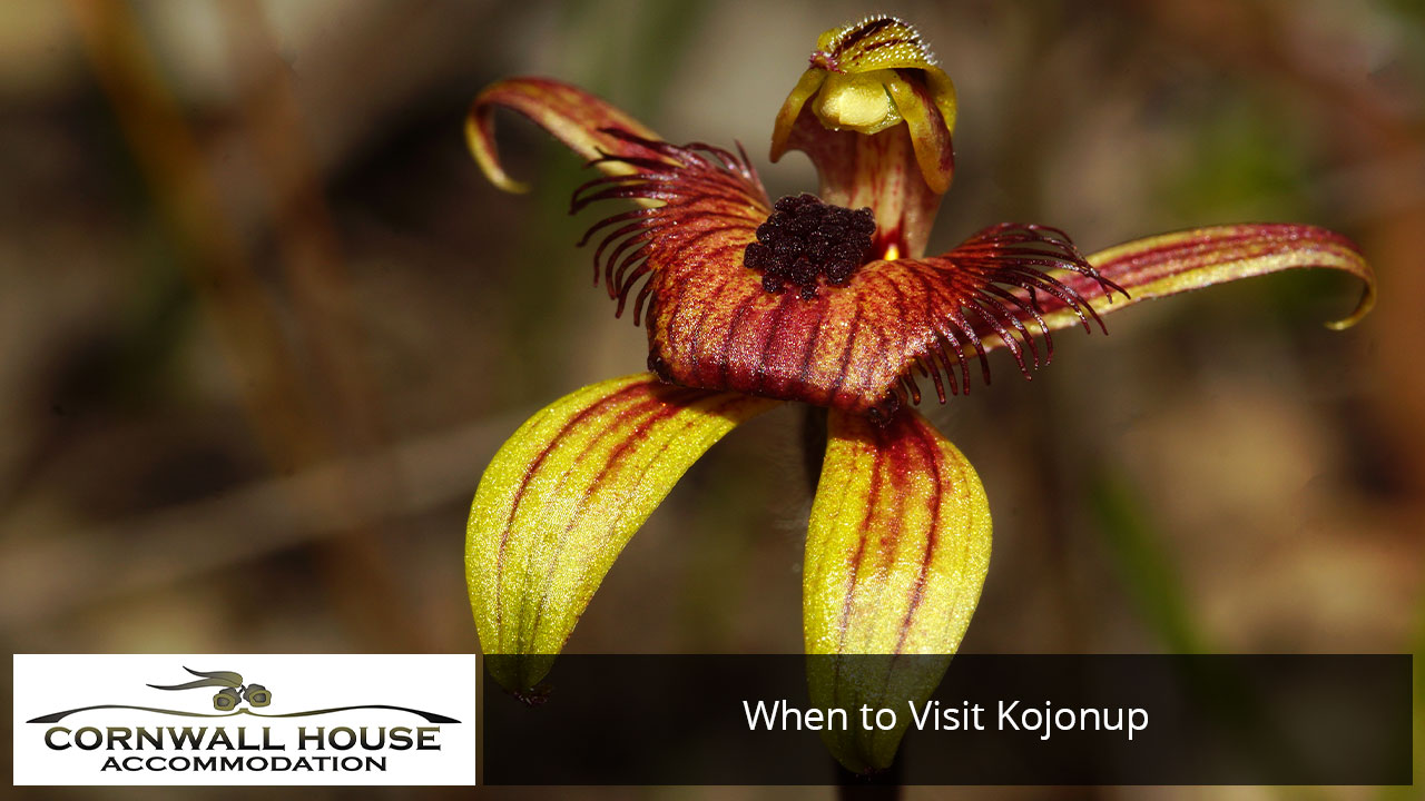 Caladenia discoidea dancing orchid wildflower blooming near Kojonup WA
