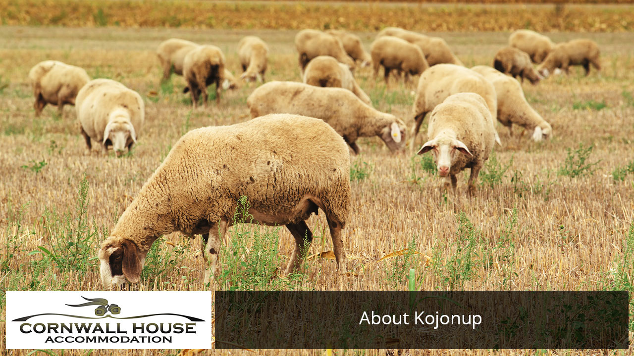 Sheep grazing on wheat stubble farmland near Kojonup in Western Australia