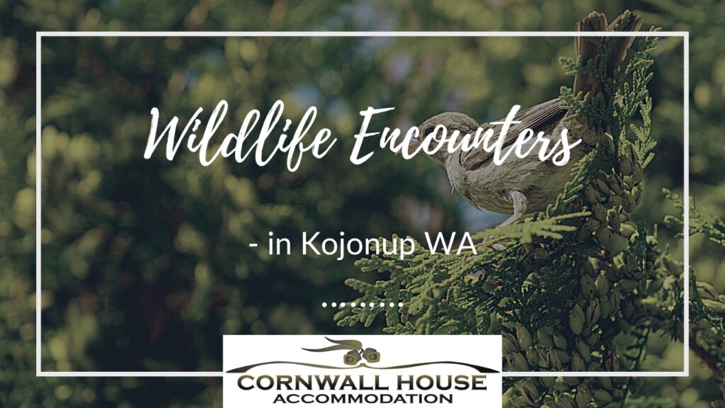Wildlife Encounters in Kojonup