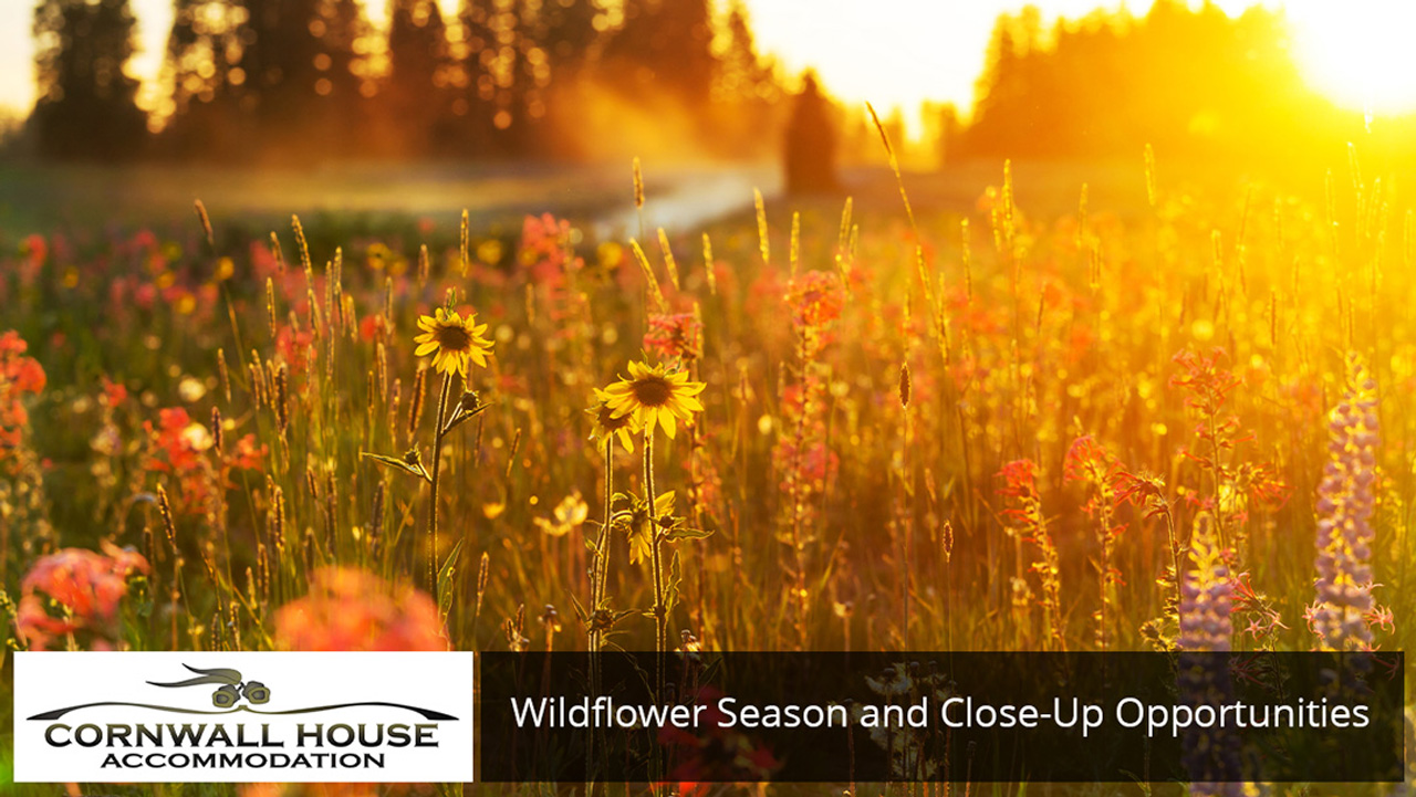 Get Your Camera Out! Snap Some Inspirational Sights Beautiful wildflowers on a green meadow in summer season