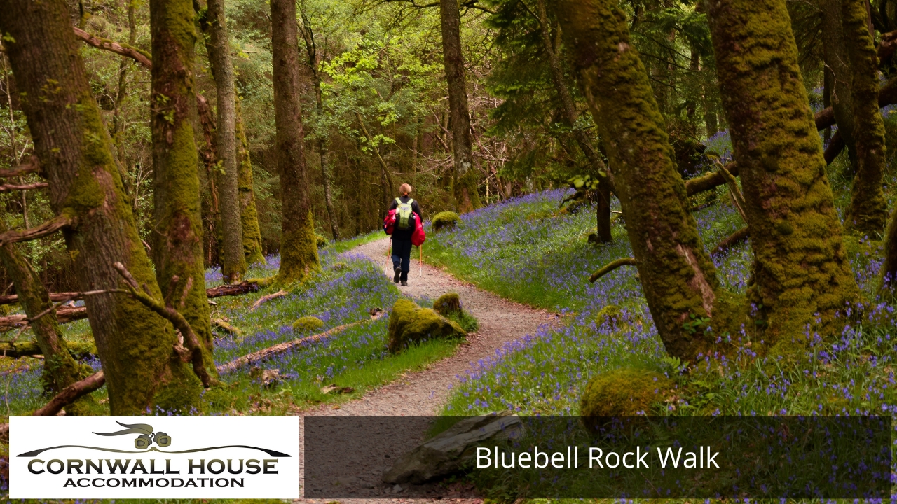 Best Trails in Kojonup - Trails A hiker carrying a backpack walks away down a winding gravel path through a dense forest with moss-covered trees and a vibrant floor of purple bluebell flowers.